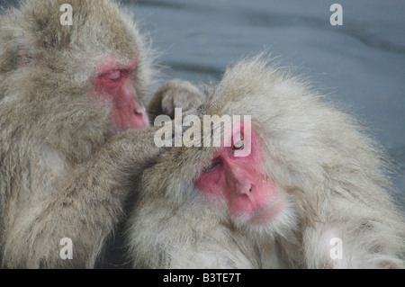 Japan, Affenpark Jigokudani. Eine Schnee-Affe Bräutigam ein anderes während der Sitzung in einer heißen Quelle. Stockfoto