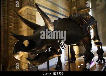 England, London. Ein Skelett des Dinosauriers Tricerotops im Naturhistorischen Museum ausgestellt. Stockfoto