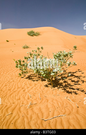 Oman, Sharqiya Region Al Minitrib. Der Sharqiya / Wahiba Sanddünen Stockfoto