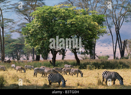 Tansania, Ngorongoro-Krater. Gemeinsamen Zebra durchsuchen auf Rasen im Lerai Forest auf den Kraterboden mit Fieber Bäume und Chinin Bäume hinter Stockfoto