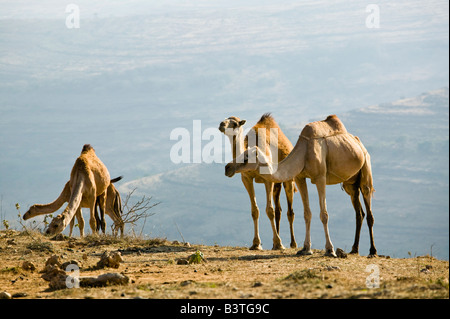 Oman, Dhofar Region Salalah Bereich. Kamel Herde im Dhofar-Gebirge auf dem Weg nach Hiobs Grab Stockfoto