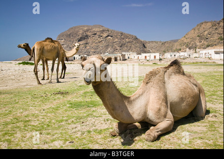 Oman, Region Dhofar, Rakhhyut Dorf. Ruhenden Kamelen Stockfoto