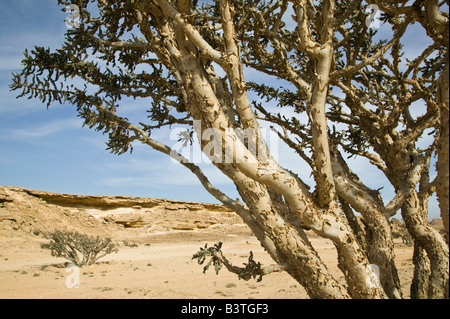 Oman, Dhofar Region Salalah. Weihrauch-Bäume Stockfoto