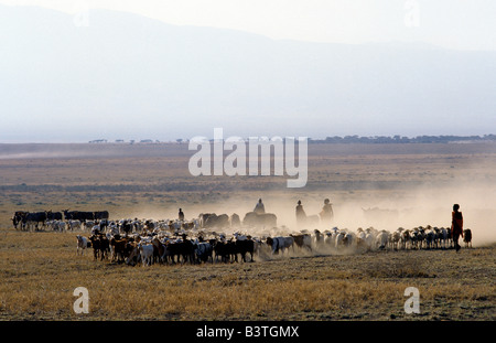 Tansania, Norden von Tansania, Malambo. Am frühen Morgen fährt eine Massai-Familie ihr Vieh über die lockere, staubige Prärie in der Nähe von Malambo im Norden von Tansania. Stockfoto