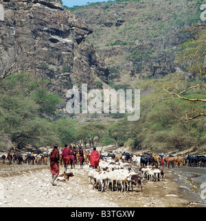 Tansania, Norden von Tansania, Maasai Vieh Tränken am saisonalen Sanjan Fluss, der sich in den Bergen Gol der Norden Tansanias erhebt. Stockfoto