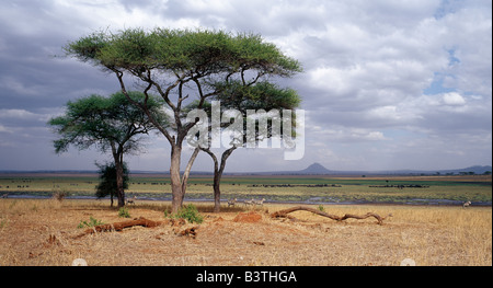 Tansania, Arusha-Region, The Silale Sumpf im Tarangire-Nationalpark ist ein Paradies für Wildtiere in der trockenen Jahreszeit. Stockfoto