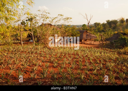 Ananas Ernte, Long Neck Karen Lu-Mien oder Yao und Akha Hilltribe Village, Nord-Thailand in der Nähe von Chiang Rai. Stockfoto