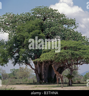 Tansania, Selous Game Reserve. Ein Maasai Giraffe steht im Schatten eines Terminalia Spinosa Baumes mit einem riesigen Baobab (Affenbrotbäume Digitata) und daneben ein Tamarindenbaum (Tamarindus Indica), im Hintergrund. Das Selous Game Reserve ist 48.000 Quadratkilometer groß und ist eines der größten Schutzgebiete der Welt. Selous, 1982 zum Weltkulturerbe erklärt, ist wohl eine der unberührtesten Wildnisgebiete Afrikas. Stockfoto