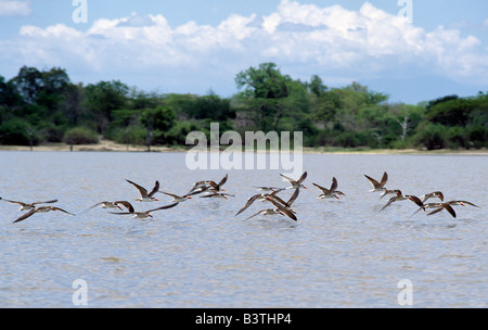 Tansania, Selous Game Reserve. Eine Herde von afrikanischen Skimmer (Rhynchops Flavirostris) fliegen tief über See Tagalala in das Selous Game Reserve der südlichen Tansania. Bei der Fütterung, Pflüge Skimmer das Wasser mit seiner vorspringenden unteren Unterkiefer. Das Selous Game Reserve ist 48.000 Quadratkilometer groß und ist eines der größten Schutzgebiete der Welt. Selous, 1982 zum Weltkulturerbe erklärt, ist wohl eine der unberührtesten Wildnisgebiete Afrikas. Stockfoto