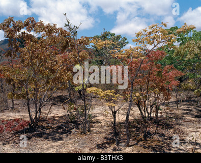 Iringa, Tansania Isimila. Nach dem ersten Regen nach einer langen Trockenzeit brach Brachystegia Bäume in Blatt im schönen herbstlichen Farbtönen. Bekannt als Miombo Waldland, decken diese Bäume viel von Tansania und Zentralafrika. Stockfoto