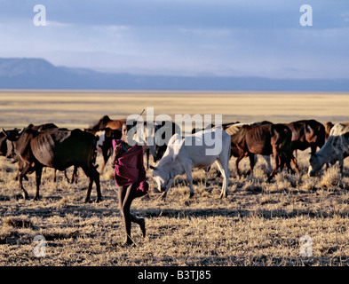 Tansania, Norden von Tansania, Manyara. Am späten Nachmittag fährt ein Maasai-junge seines Vaters Vieh nach Hause über den grasbewachsenen Ebenen westlich von Lake Manyara National Park. Stockfoto