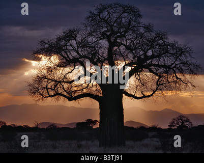 Tansania, Region Arusha, Tarangire-Nationalpark. Ein Baobab-Baum Silhouette gegen die Strahlen der untergehenden Sonne in einen stürmischen Himmel. Stockfoto