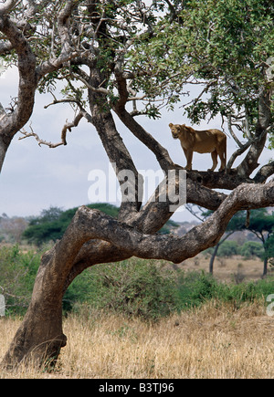 Tansania, Arusha-Region, A Löwin einen Überblick über ihre Umgebung aus einem Baum im Tarangire National Park. Stockfoto