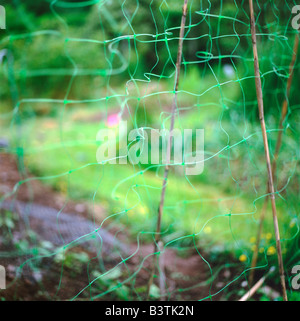 Unscharfe abstrakte grüne Netzgewebe Garten hergestellt Wales UK KATHY DEWITT Stockfoto