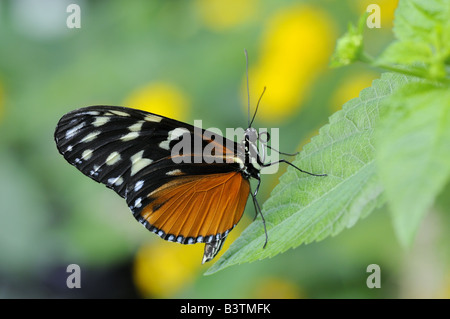 Goldene Helicon Schmetterling Heliconius Aigeus Südamerika heimisch Stockfoto