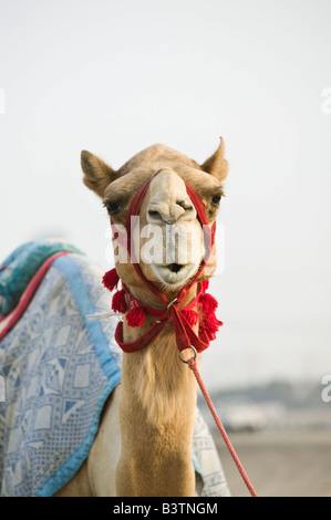 Vereinigte Arabische Emirate, Dubai, Al Marqadh. Dubai-Kamelrennen Camel Headshot Track-Racing Stockfoto