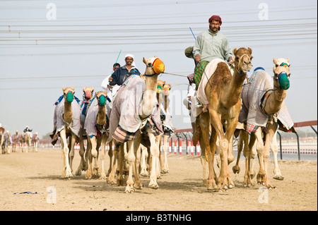 Vereinigte Arabische Emirate, Dubai, Al Marqadh. Dubai-Kamelrennen Track - Kamelrennen Stockfoto