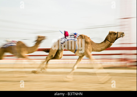 Vereinigte Arabische Emirate, Dubai, Al Marqadh. Dubai-Kamelrennen Track - Kamelrennen Stockfoto