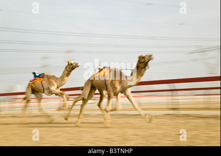 Vereinigte Arabische Emirate, Dubai, Al Marqadh. Dubai-Kamelrennen Track - Kamelrennen Stockfoto