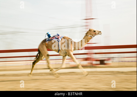 Vereinigte Arabische Emirate, Dubai, Al Marqadh. Dubai-Kamelrennen Track - Kamelrennen Stockfoto