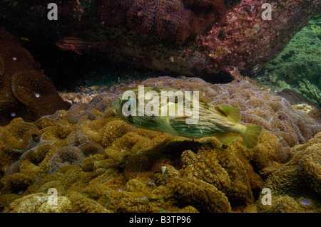 Sommersprossige Igelfischen (Diodon Holocanthus) aus North Stradbroke Island. Queensland. Australien Stockfoto