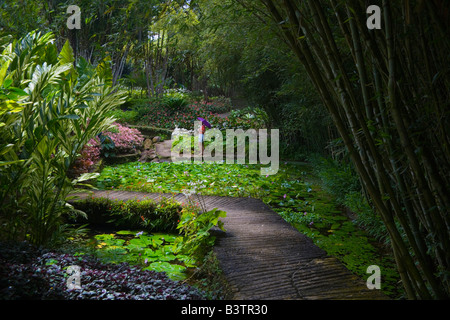 MARTINIQUE. Französische Antillen. West Indies. Besucher auf Gehweg am Jardin de Balata (Balata Garten). Stockfoto