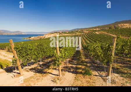 NA; Kanada; Britisch-Kolumbien; Okanagan Valley; Naramata; Weinberg am Lake Okanagan Stockfoto