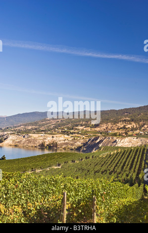 NA; Kanada; Britisch-Kolumbien; Okanagan Valley; Naramata; Weinberg am Lake Okanagan Stockfoto