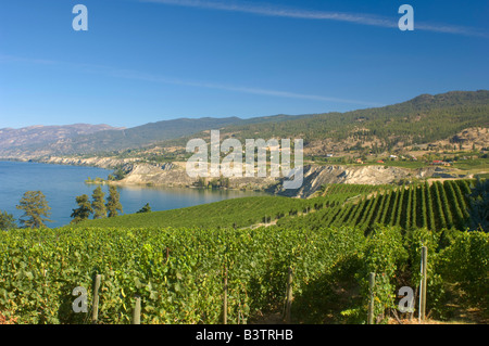 NA; Kanada; Britisch-Kolumbien; Okanagan Valley; Naramata; Weinberg am Lake Okanagan Stockfoto