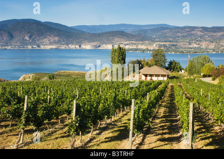 NA; Kanada; Britisch-Kolumbien; Okanagan Valley; Naramata; Weinberg am Lake Okanagan Stockfoto