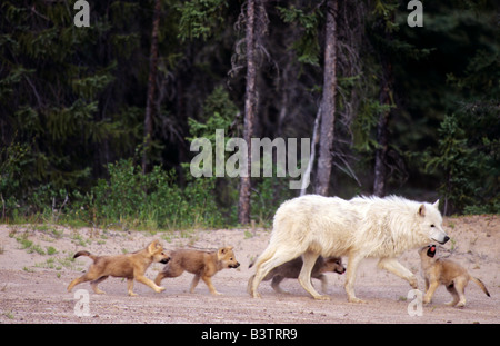 Kanada, Nordwest-Territorien, Great Slave Lake. Wilder Gray Wolf alpha-Männchen und Jungtiere in Taiga-Wald. Stockfoto