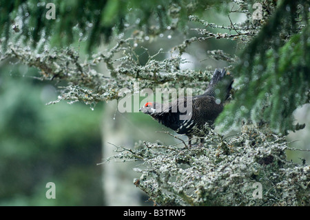 Moorhuhn auf dem Skyline Trail, Cape Breton Highlands National Park, Cape Breton, Nova Scotia, Kanada Stockfoto