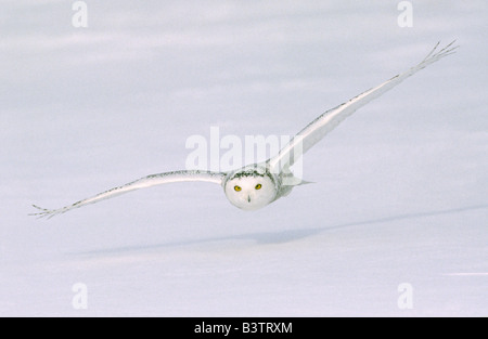 Kanada, Quebec. Snowy Eule fliegt niedrig über Schnee. Stockfoto