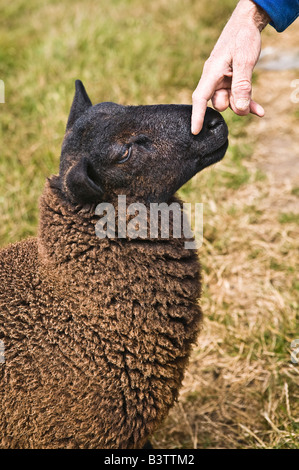 Schwarze Schafe wird gestreichelt Ile de Ouessant Brittany France Stockfoto