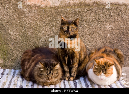 Europa, Italien, Cinqueterre, Vernazza. Drei Katzen neben Mauer zu errichten. Stockfoto