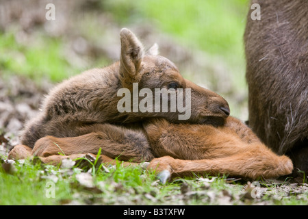 weibliche Elche oder Wapiti Baby - Alces alces Stockfoto