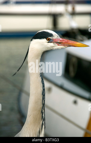 Europa, Niederlande (aka Holland), Volendam. Beliebte malerische Fischerdorf am IJsselmeer. Reiher am Dock. Stockfoto