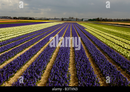 Europa, Niederlande (aka Holland), Lisse. Bunte Feder Hyazinthe Felder von Lisse in der Nähe der berühmten Keukenhof Gärten. Stockfoto