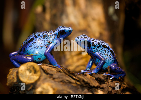 Färben vergiften Pfeil Frosch Dendrobates Tinctorius sitzen auf Holz Stockfoto