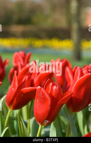 Niederlande (aka Holland), Lisse. Keukenhof Gärten, der weltweit größten Lampe Blumenpark mit mehr als 4,5 Millionen Tulpen. Stockfoto