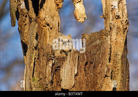Porträt von zwei große gehörnte Eule Nestlinge in Baum-Hohlraum Stockfoto