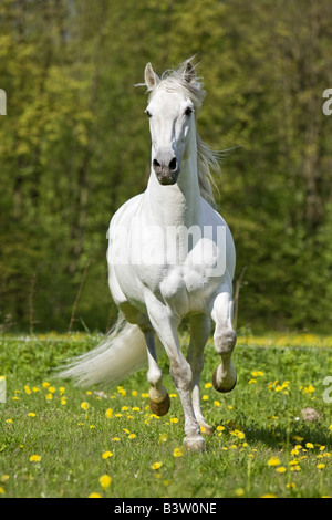 Pura Raza Espanola, andalusischen. Graue Erwachsenen im Galopp auf einer Wiese Stockfoto