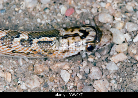 Arizona glänzende Schlange, Arizona Elegans, Tucson Arizona USA 15 können Erwachsene Colubridae Stockfoto