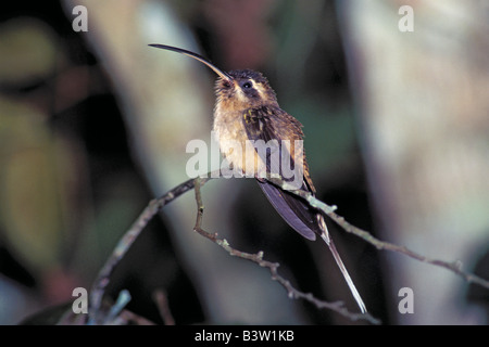 Lange-billed Einsiedler phaethornis longirostris Chan chich Lodge Belize November nach der ehemals Long-tailed Einsiedler phaethornis Superciliosus Stockfoto