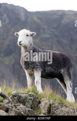 Herdwick Schaf ein hardy native Schaf englischen Lake District Stockfoto
