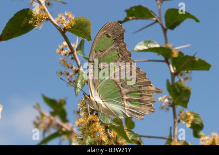 Malachit Siproeta Stelenes Gomez Farias Tamaulipas Mexiko 11 November Erwachsenen Nymphalidae Nymphalinae Stockfoto