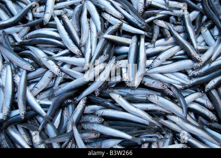 Frische Sardinen auf dem Straßenmarkt, Nea Moudania, Chalkidiki, Zentralmakedonien, Griechenland Stockfoto