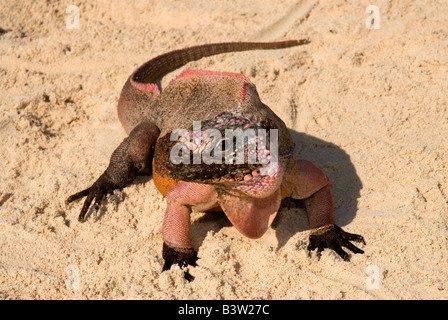 Leguan am Strand, Blatt Cay, Exuma, Bahamas Stockfoto