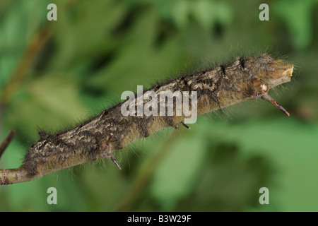 Ohrengeier Larve - Gastropacha quercifolia Stockfoto