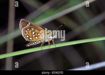 Viele entdeckten Skipperling Piruna Aea Patagonia Arizona USA August Erwachsenen Hesperiidae Stockfoto